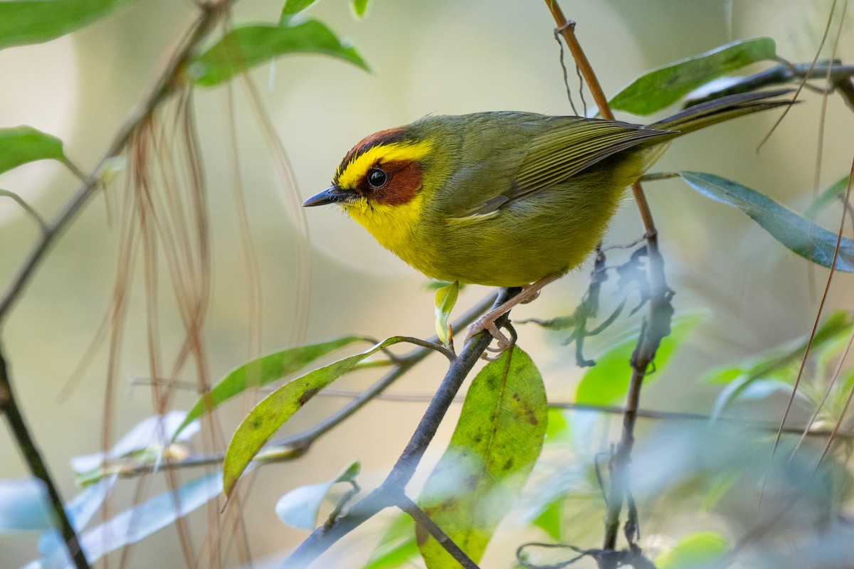 Golden-browed Warbler - ML614026519