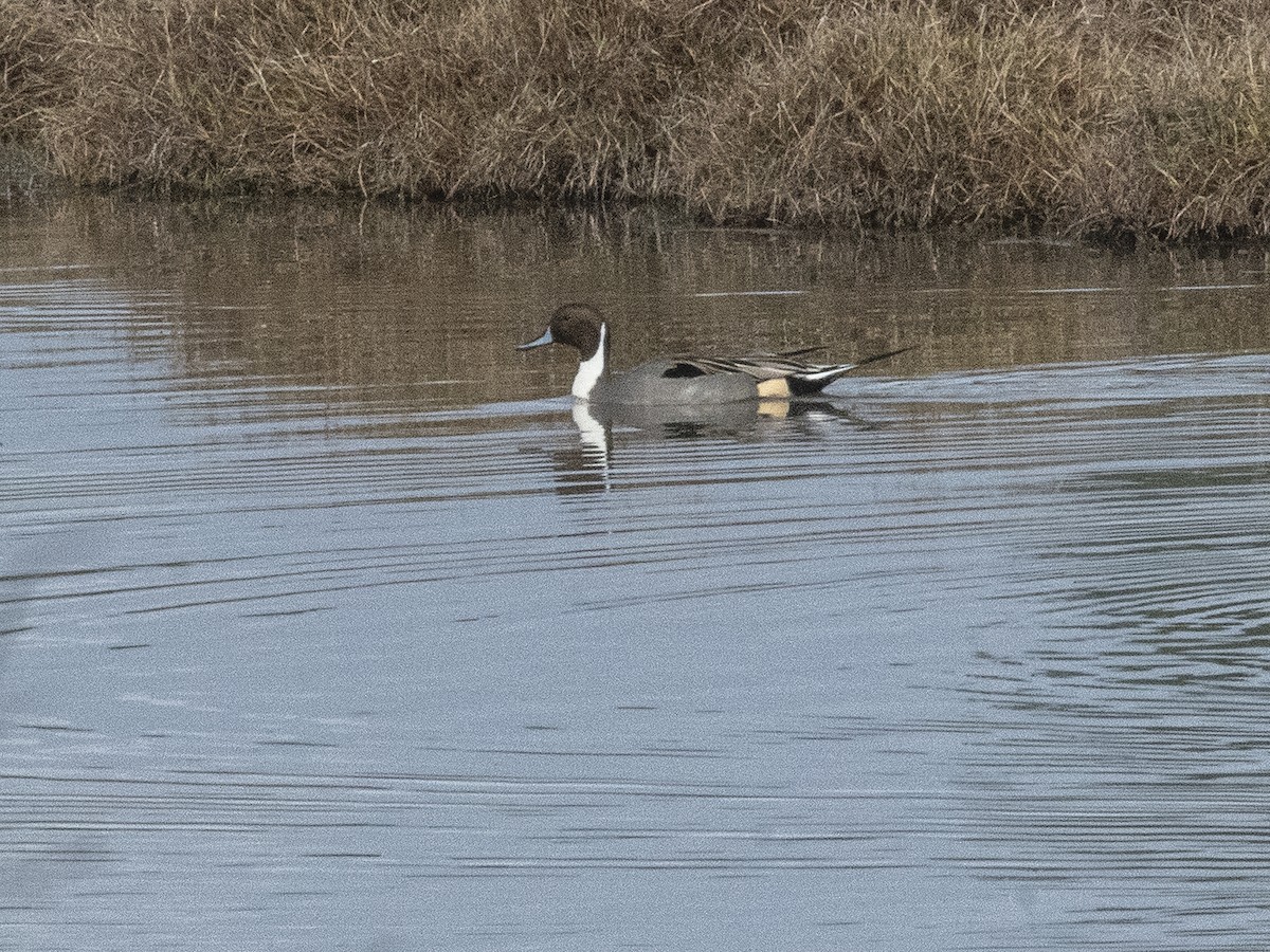 Northern Pintail - ML614026525