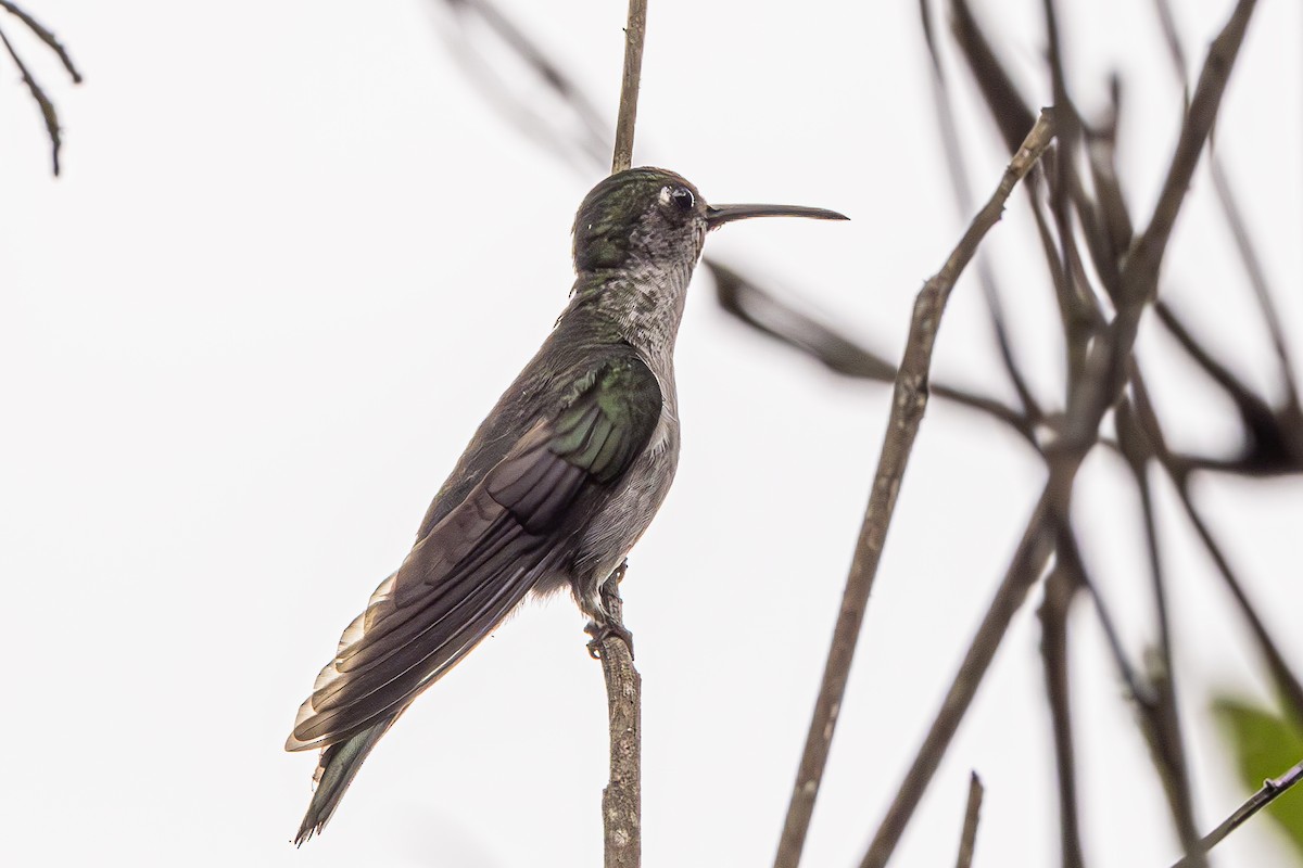 kolibřík šedoprsý - ML614026587