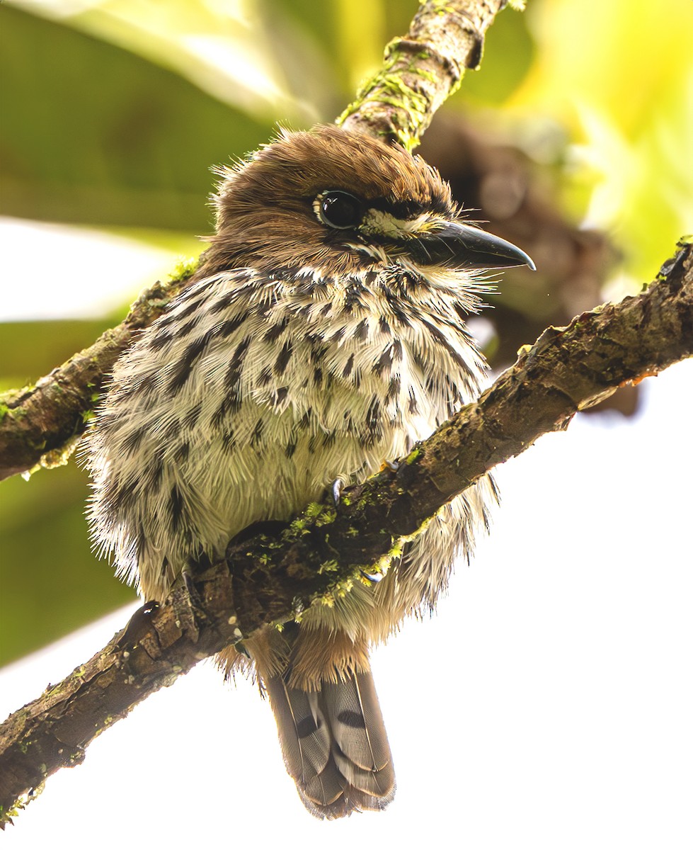 Lanceolated Monklet - Jose Juan Pamplona