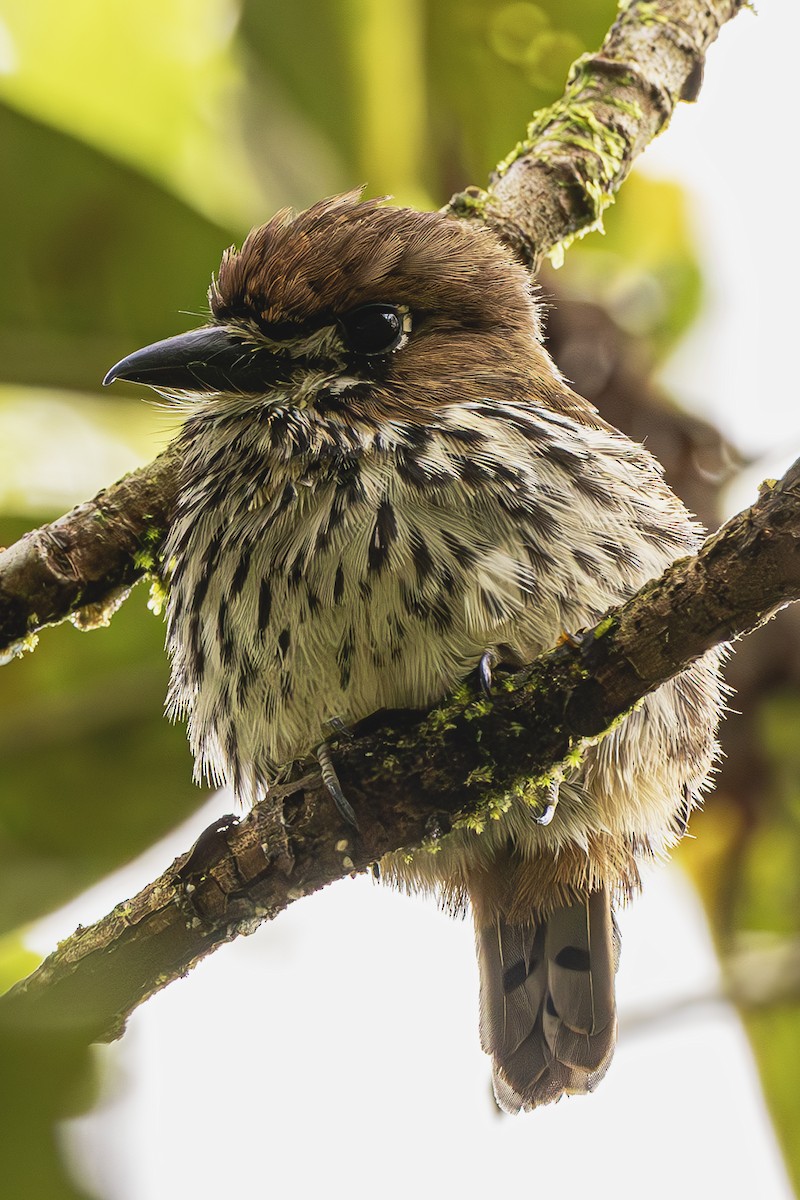 Lanceolated Monklet - ML614026599