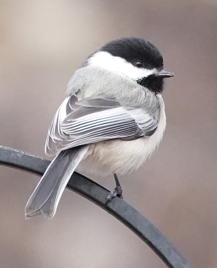 Black-capped Chickadee - Jim Ward