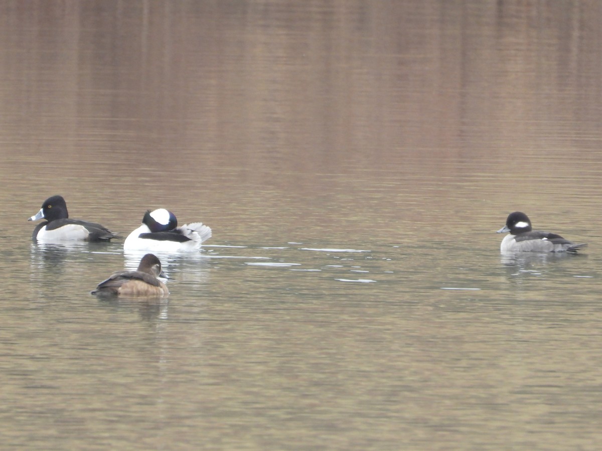 Bufflehead - ML614026646