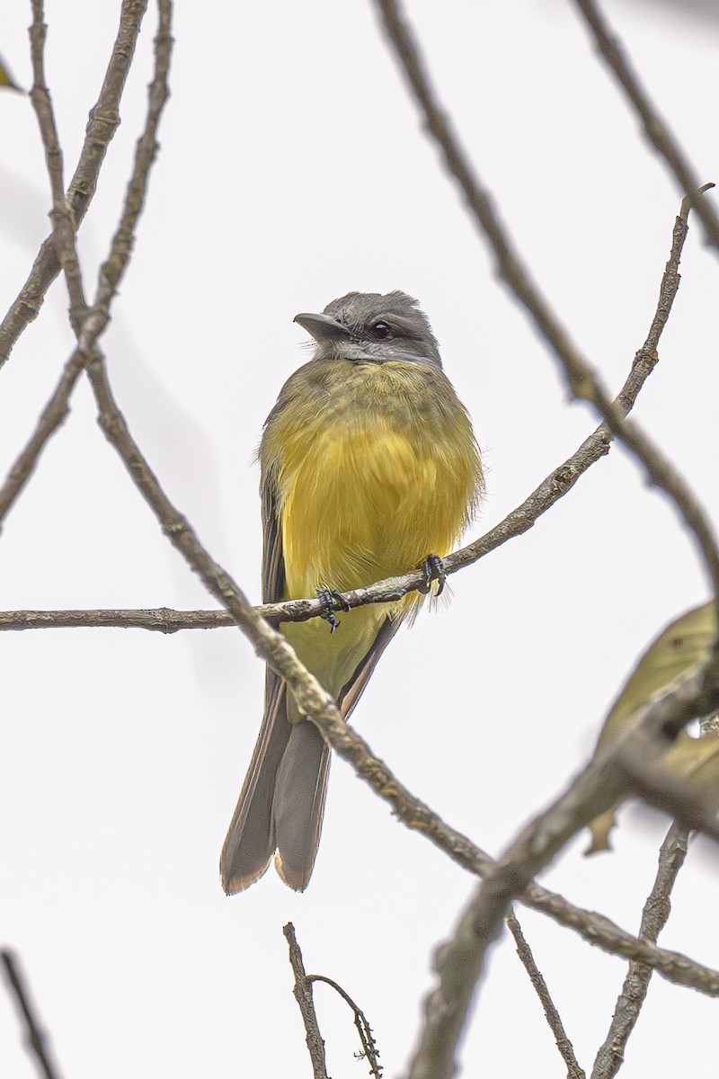 Tropical Kingbird - Jose Juan Pamplona