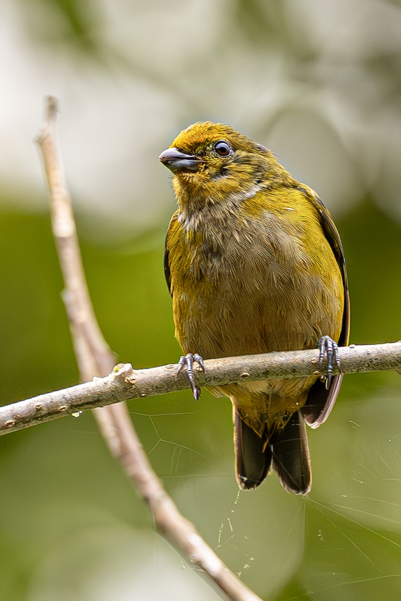 Orange-bellied Euphonia - ML614026689