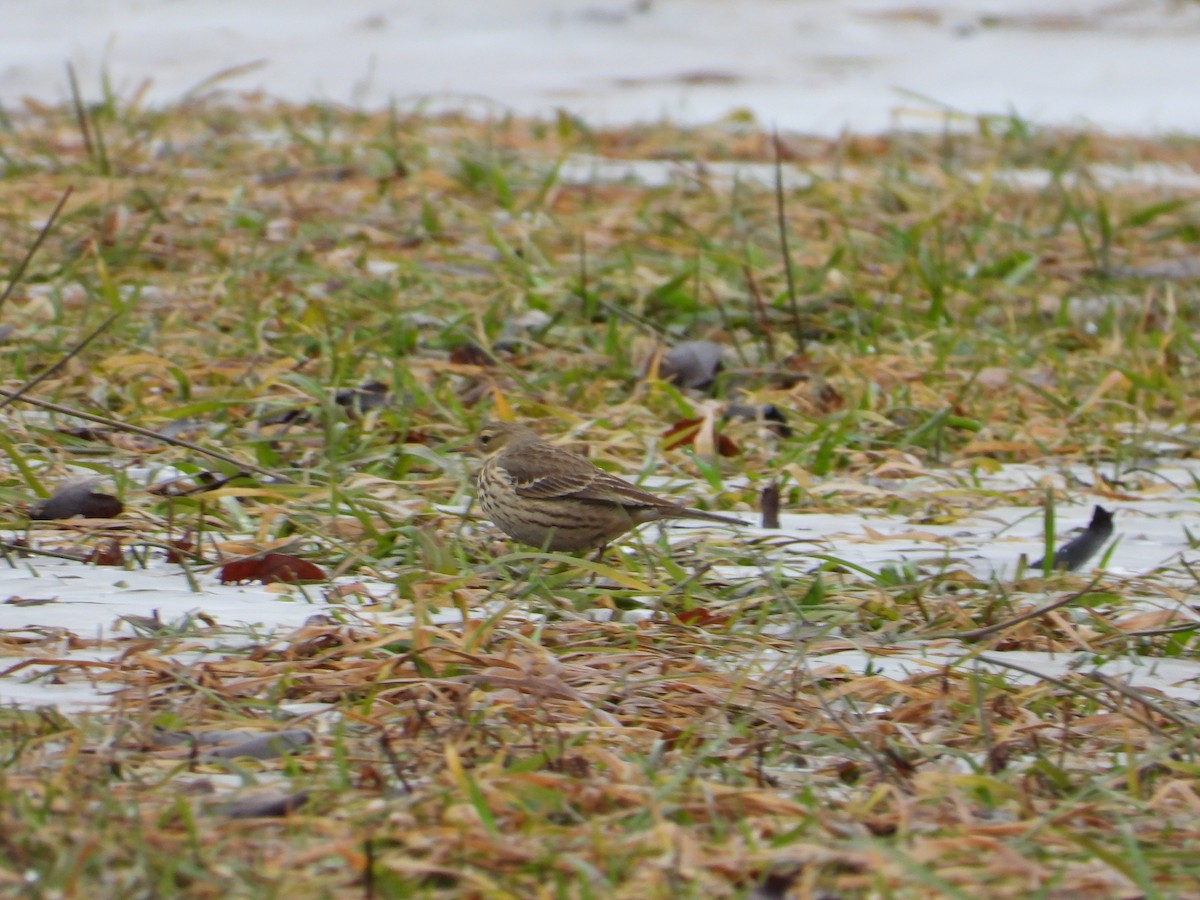 American Pipit - ML614026705