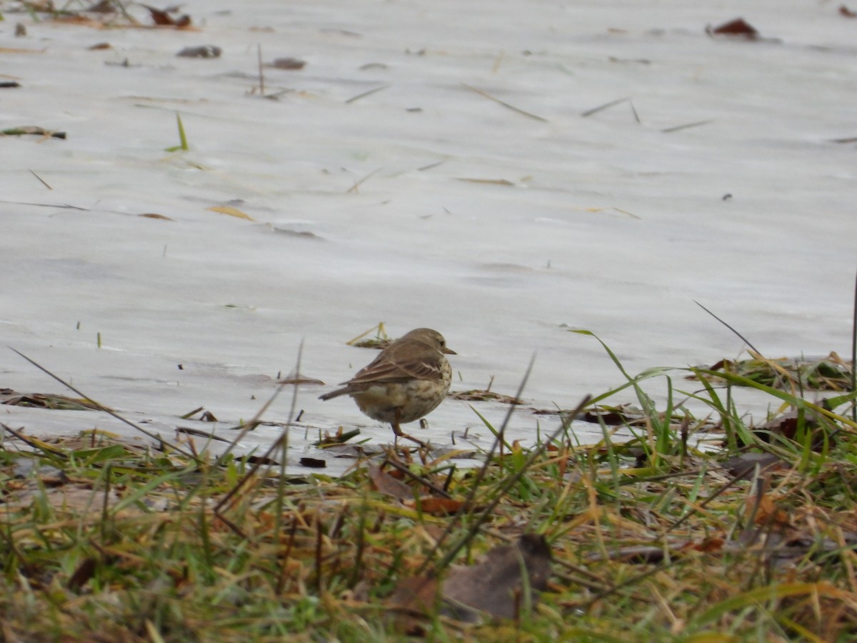 American Pipit - ML614026707