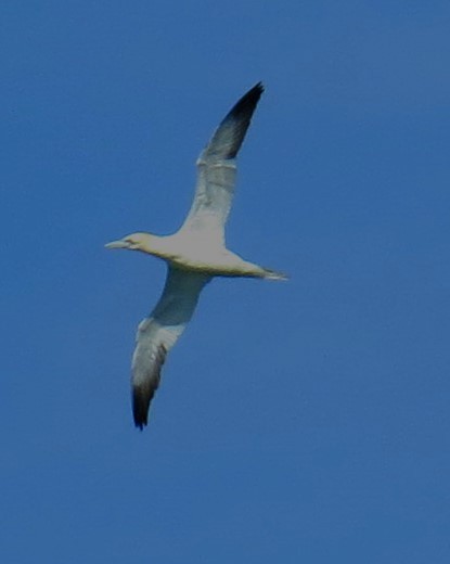 Northern Gannet - ML614026735