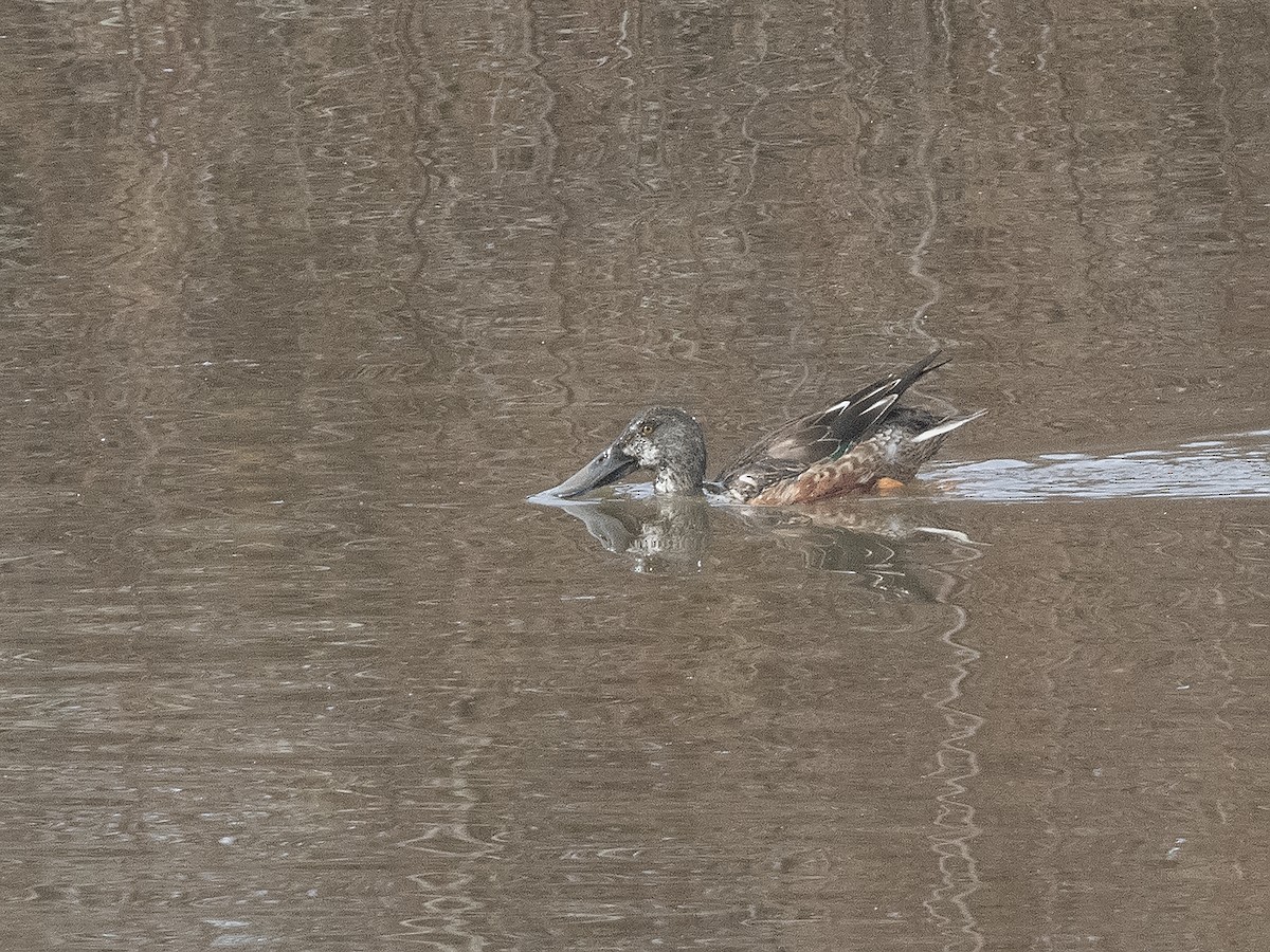 Northern Shoveler - ML614026737