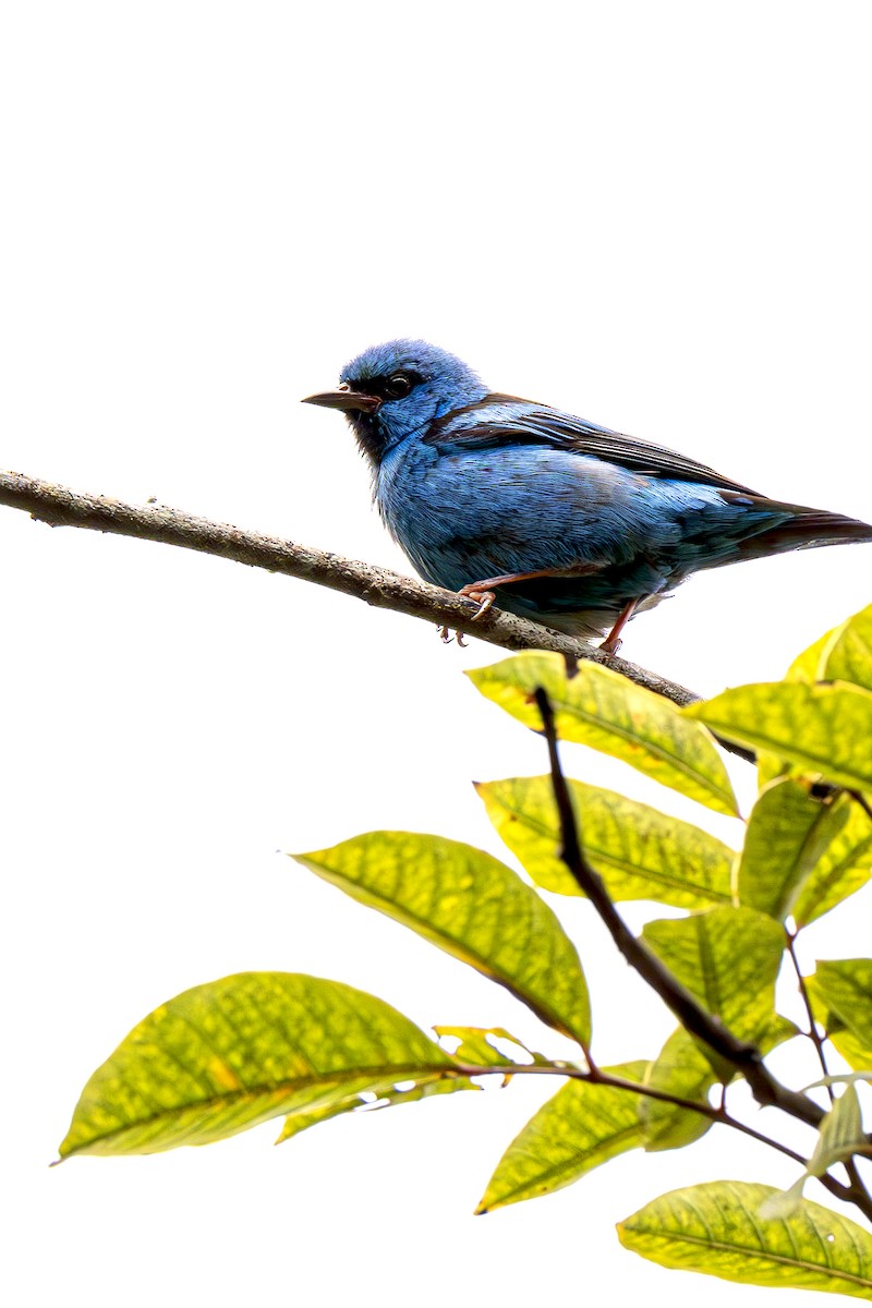 Blue Dacnis - Jose Juan Pamplona