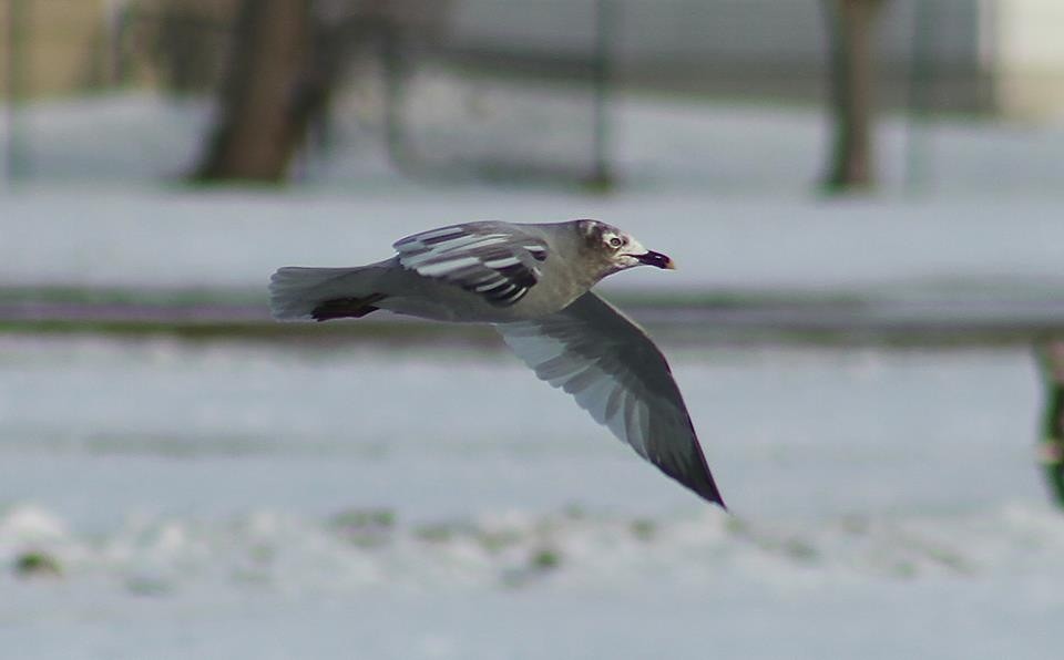 Ring-billed Gull - ML614026761