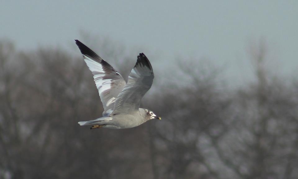 Ring-billed Gull - Stefan Martin