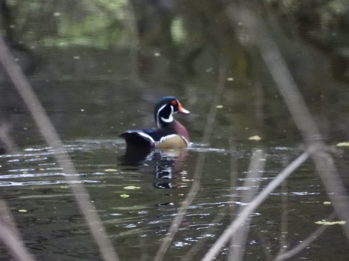 Wood Duck - ML614026783