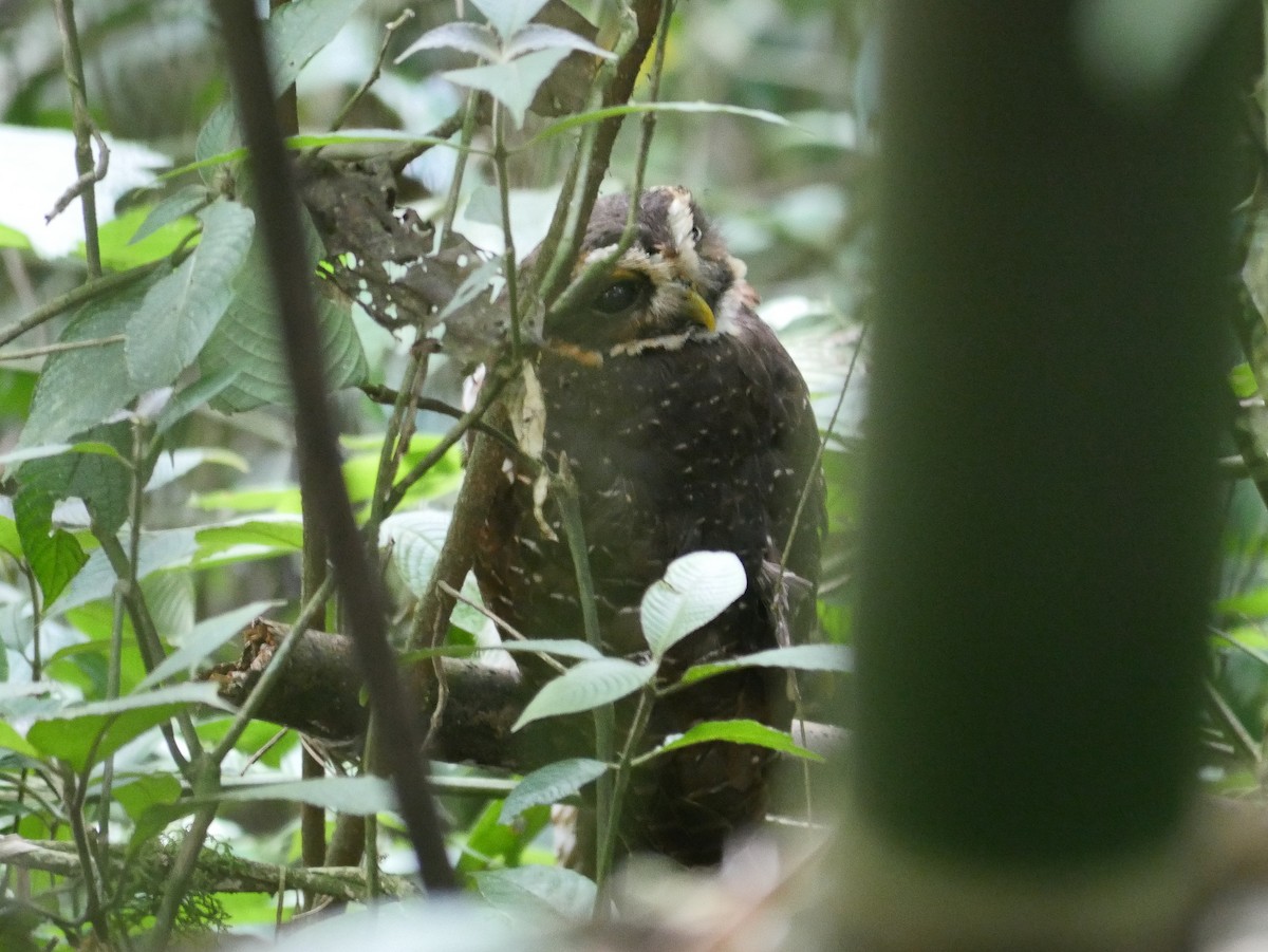 Band-bellied Owl - Tim Boucher