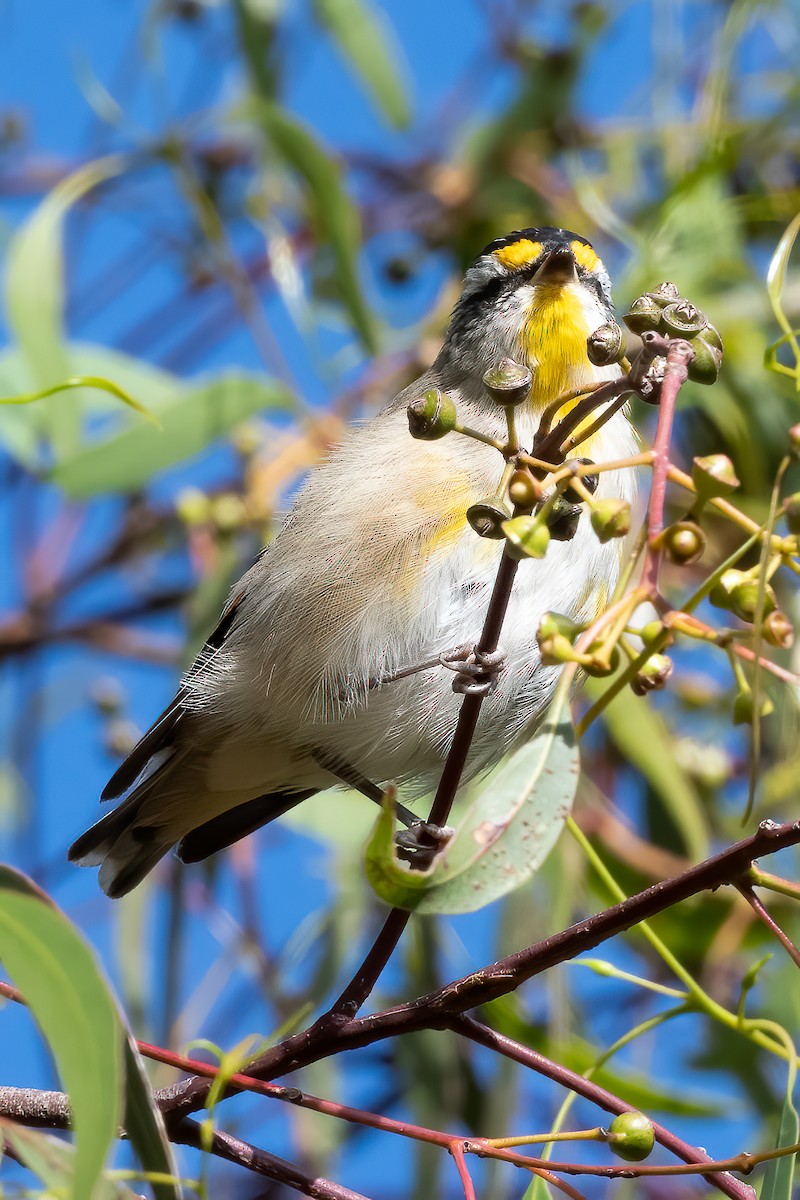 Striated Pardalote - Anthony Sokol