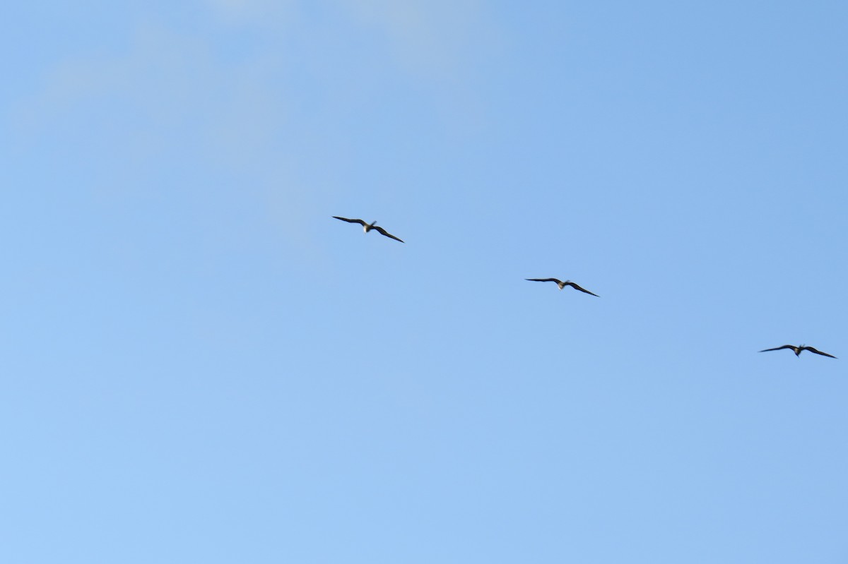 Magnificent Frigatebird - ML614026837