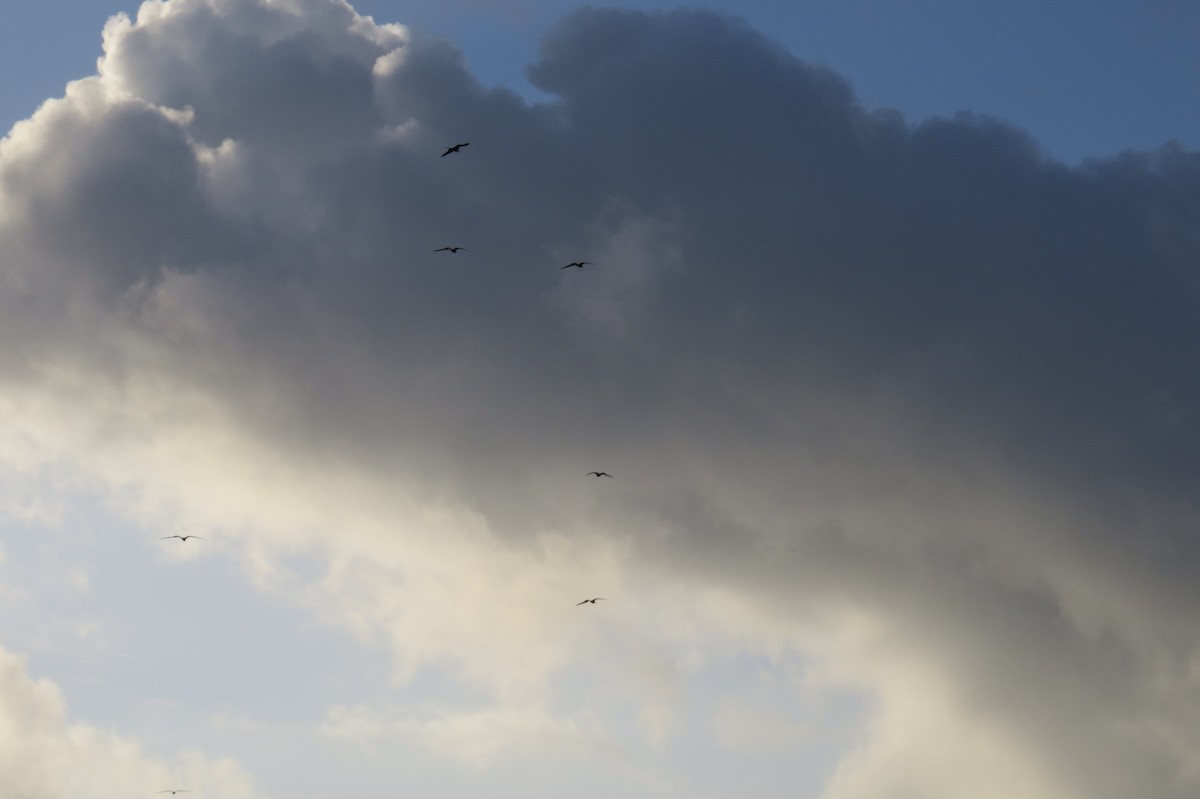 Magnificent Frigatebird - ML614026838