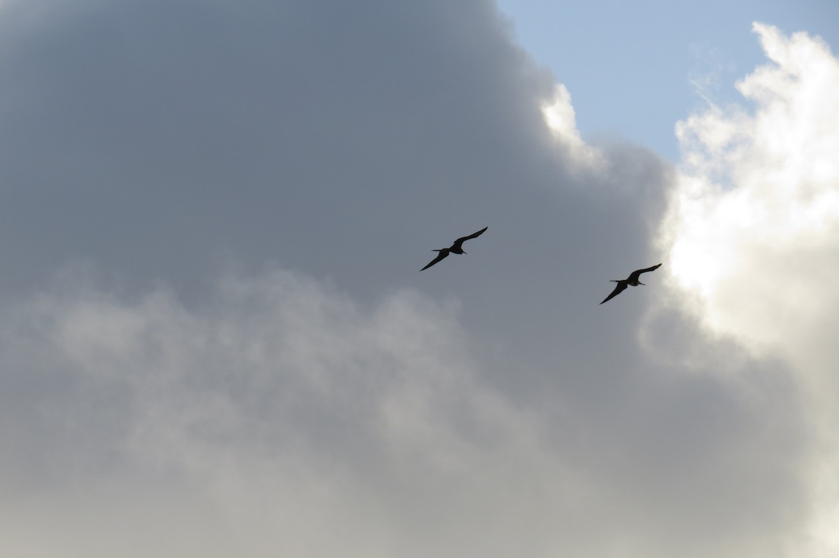 Magnificent Frigatebird - ML614026864