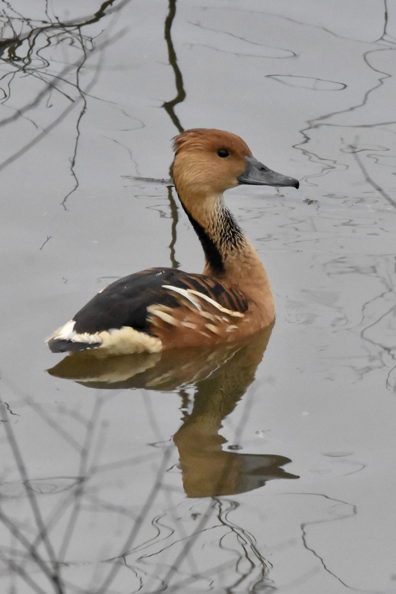 Fulvous Whistling-Duck - ML614026878