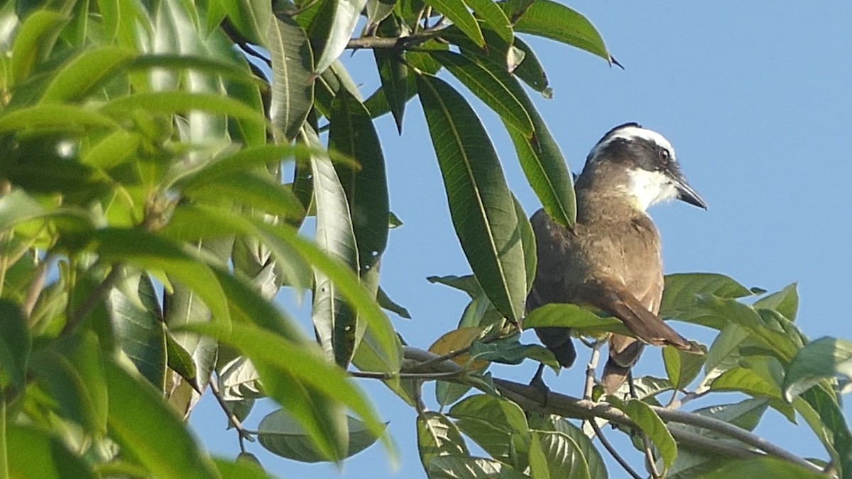 Great Kiskadee - ML614026897