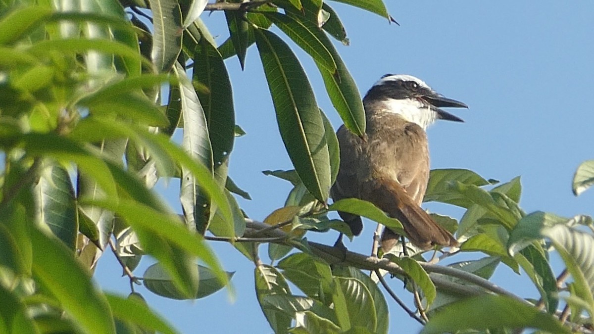 Great Kiskadee - ML614026898