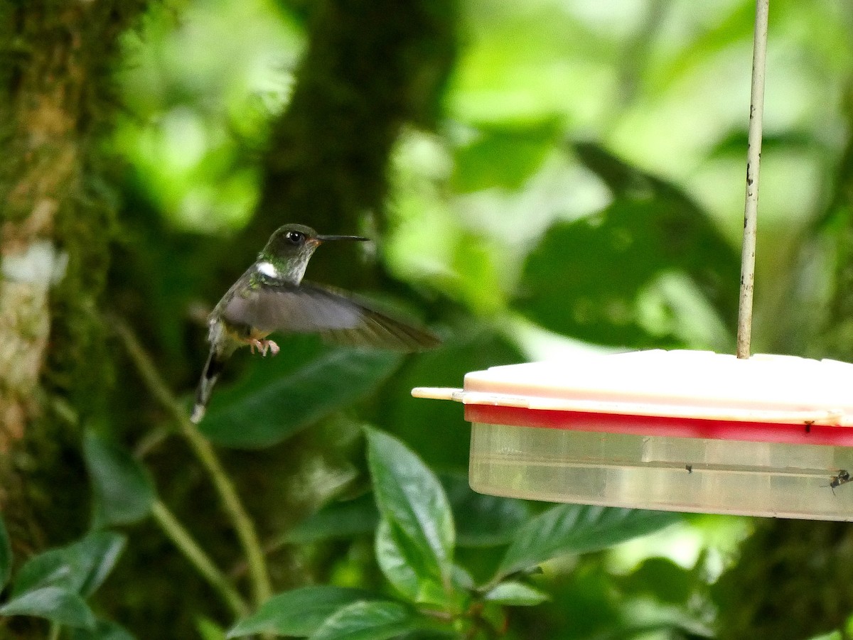 kolibřík ekvádorský - ML614026956