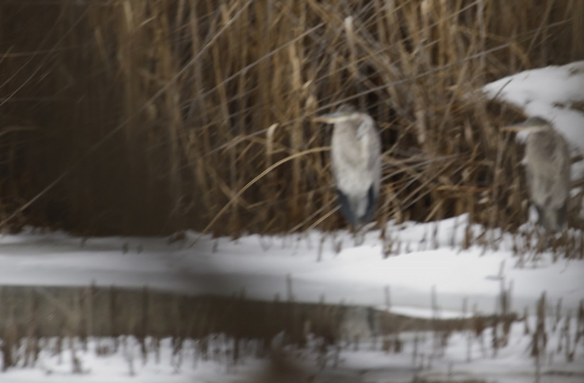 Great Blue Heron - ML614026961