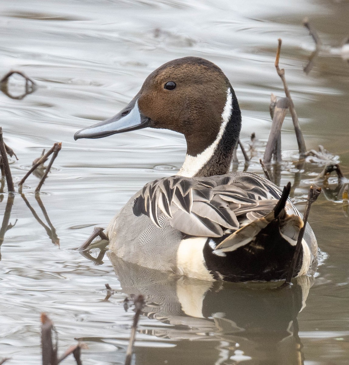 Northern Pintail - ML614026995