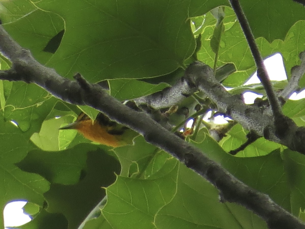 Blackburnian Warbler - Tim Carney