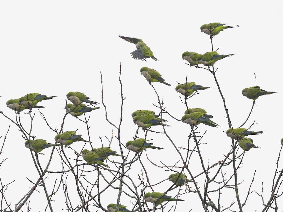 Monk Parakeet - ML614027011