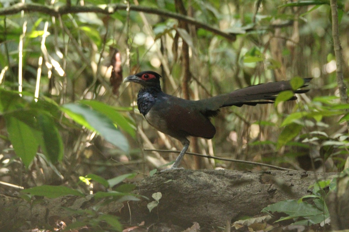 Rufous-winged Ground-Cuckoo - Neil Allicock