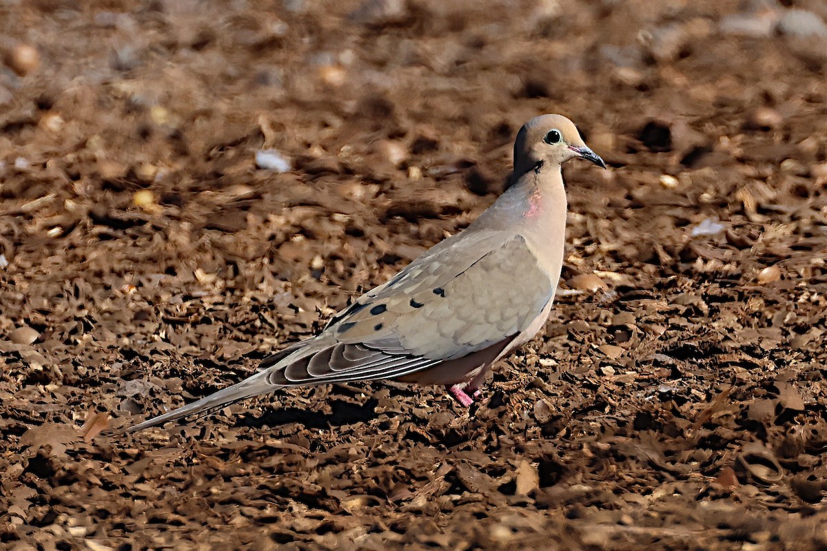 Mourning Dove - ML614027130