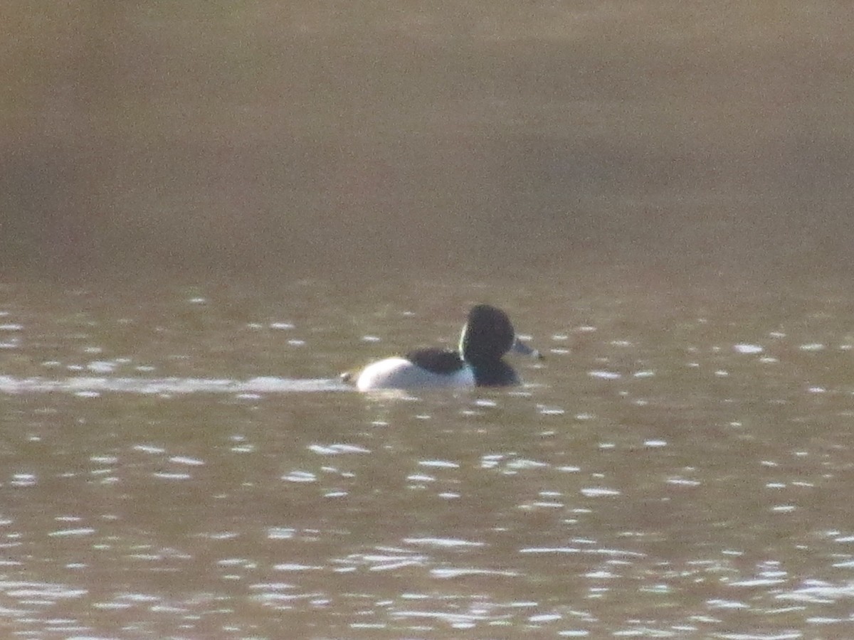 Ring-necked Duck - ML614027144