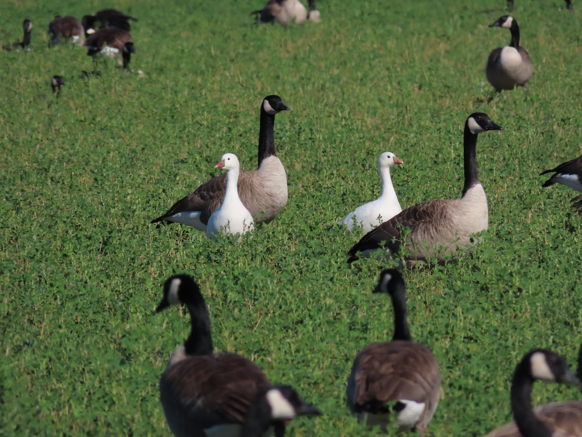 Ross's Goose - ML614027155