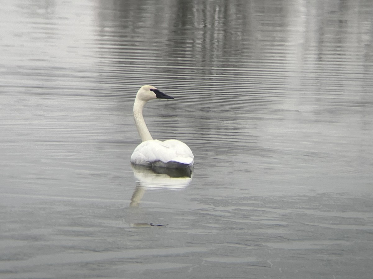 Cygne trompette - ML614027160