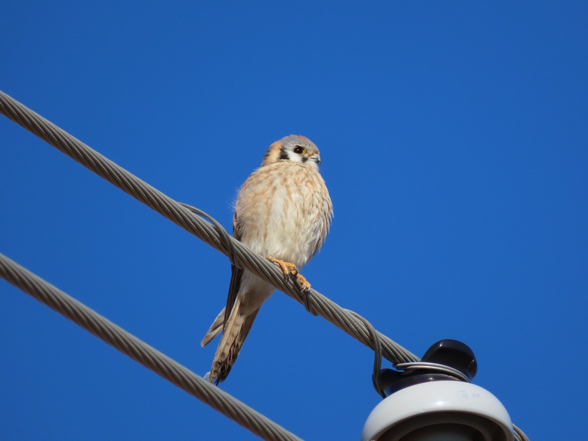 American Kestrel - ML614027173