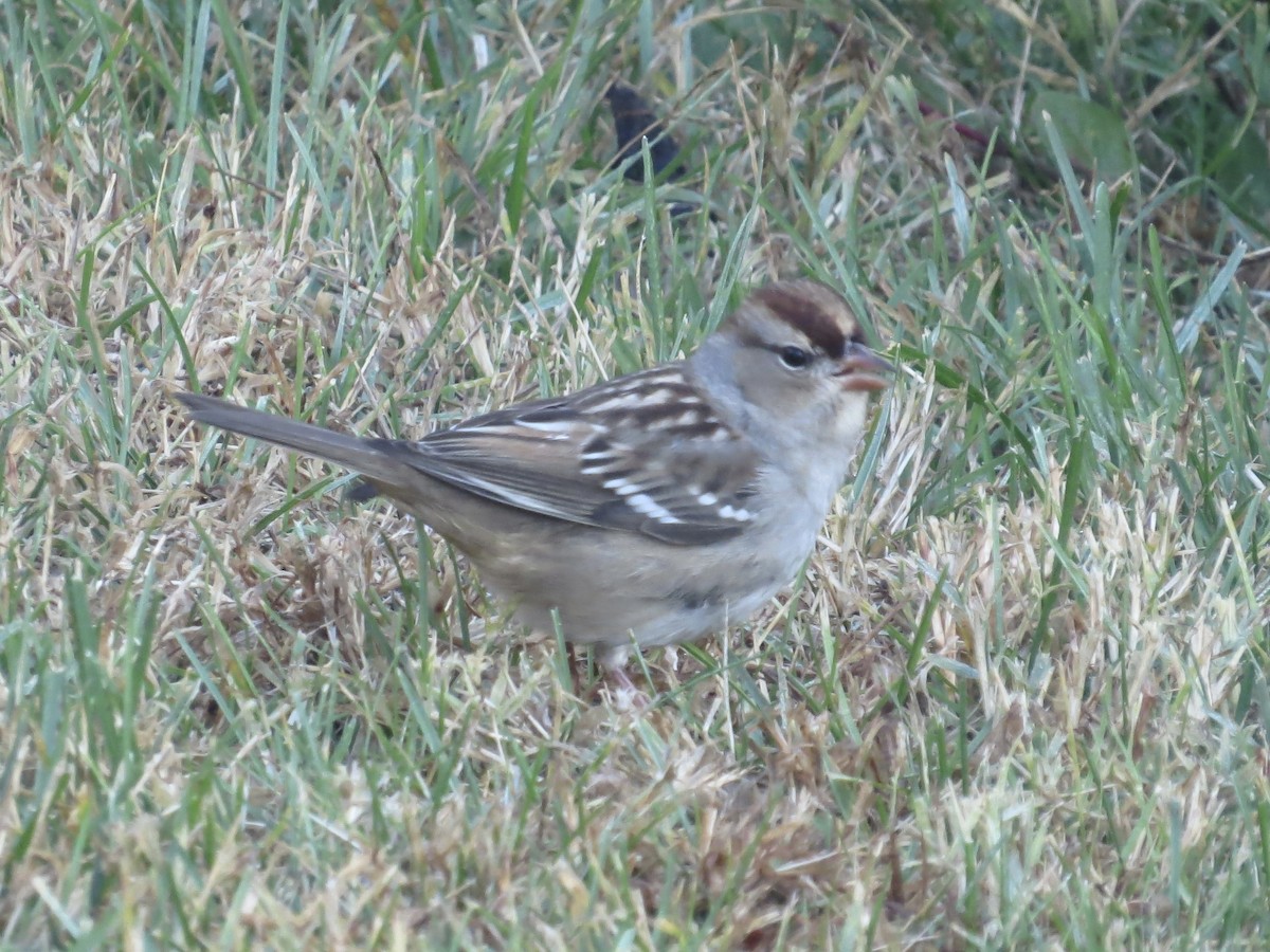 White-crowned Sparrow - ML614027353