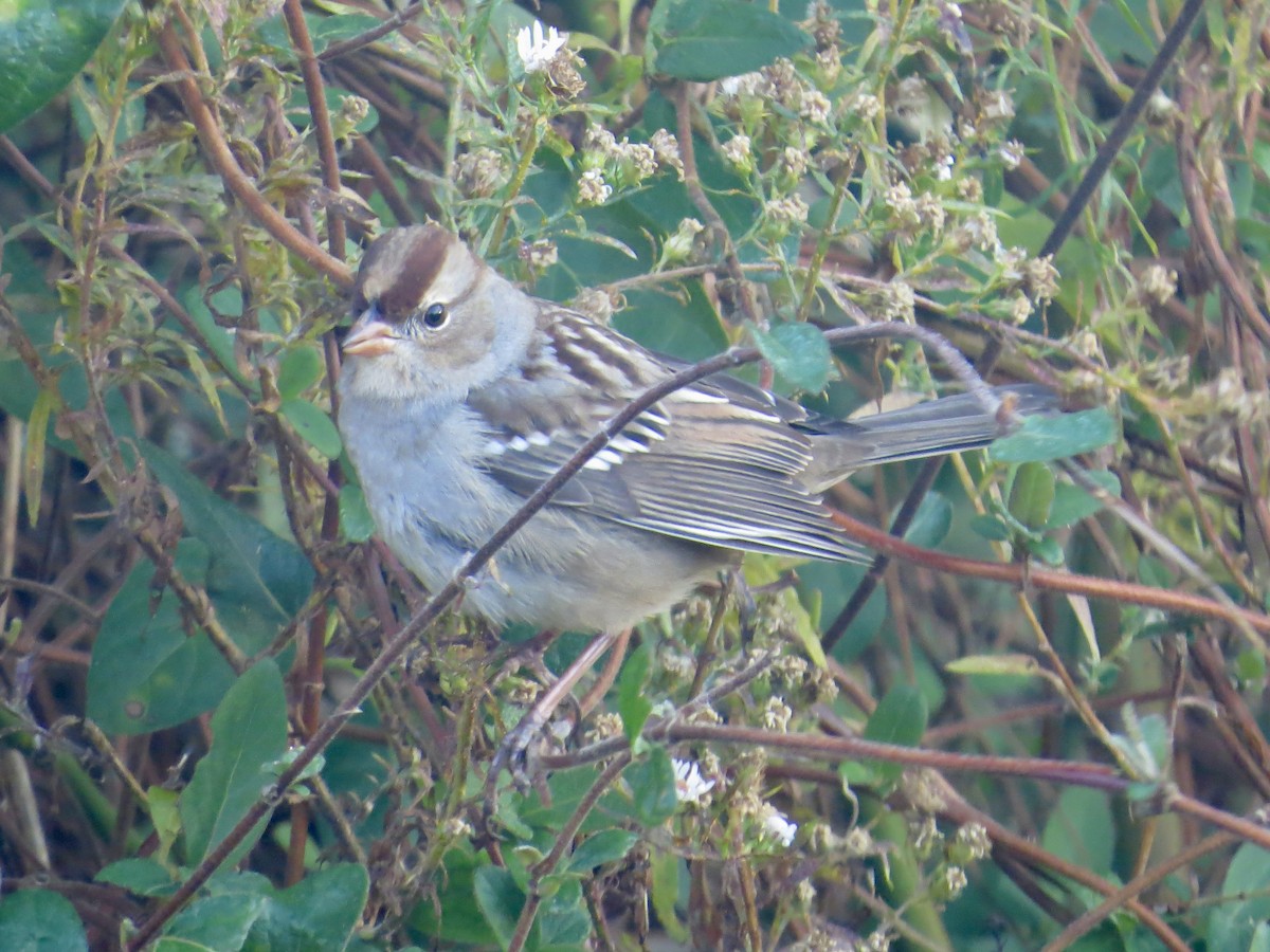 White-crowned Sparrow - ML614027355