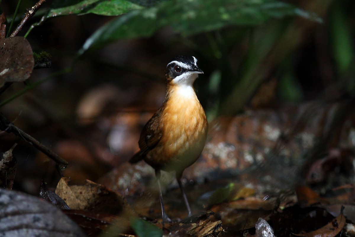 Bornean Black-capped Babbler - ML614027441