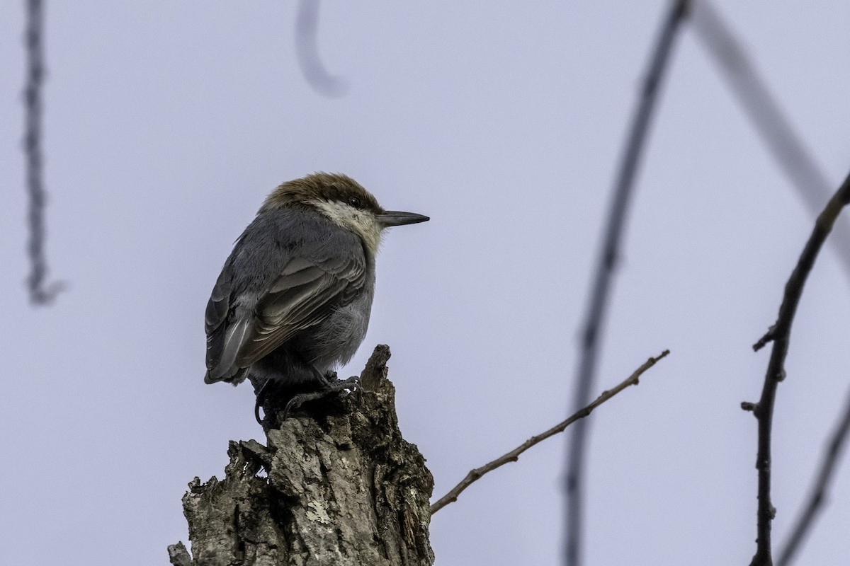 Brown-headed Nuthatch - Mel Green