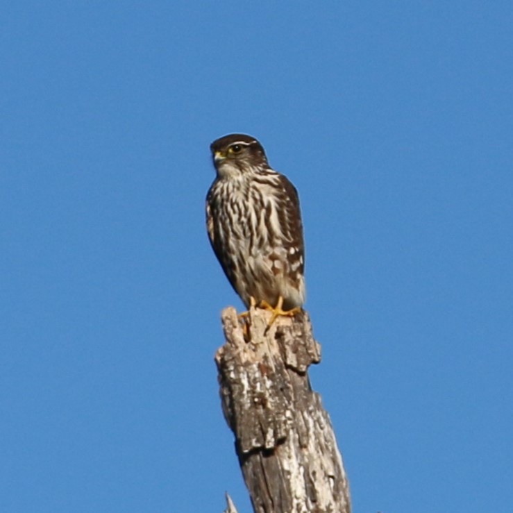 Merlin - ML614027518