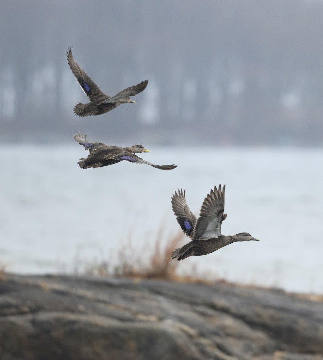 American Black Duck - ML614027536