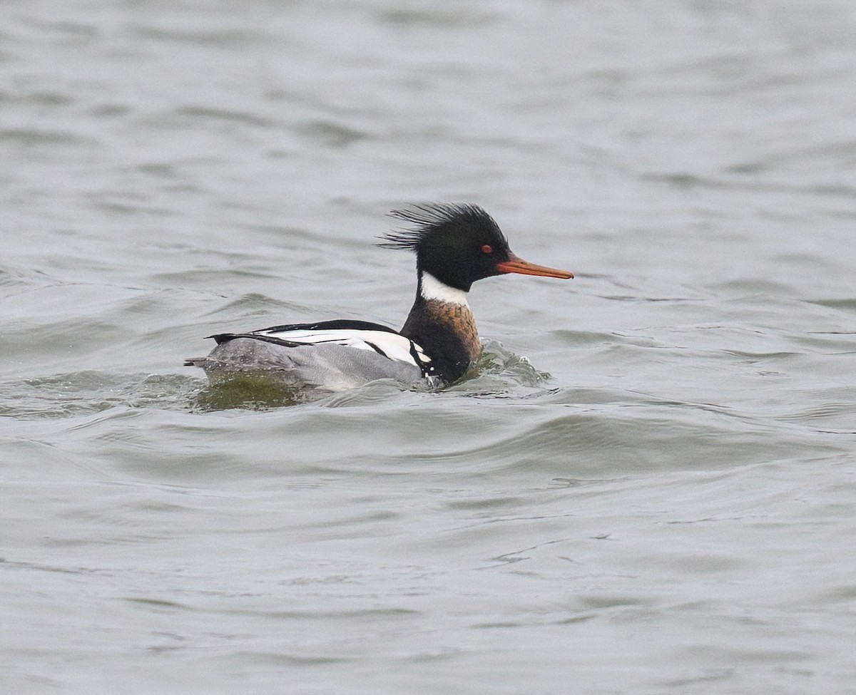 Red-breasted Merganser - ML614027542