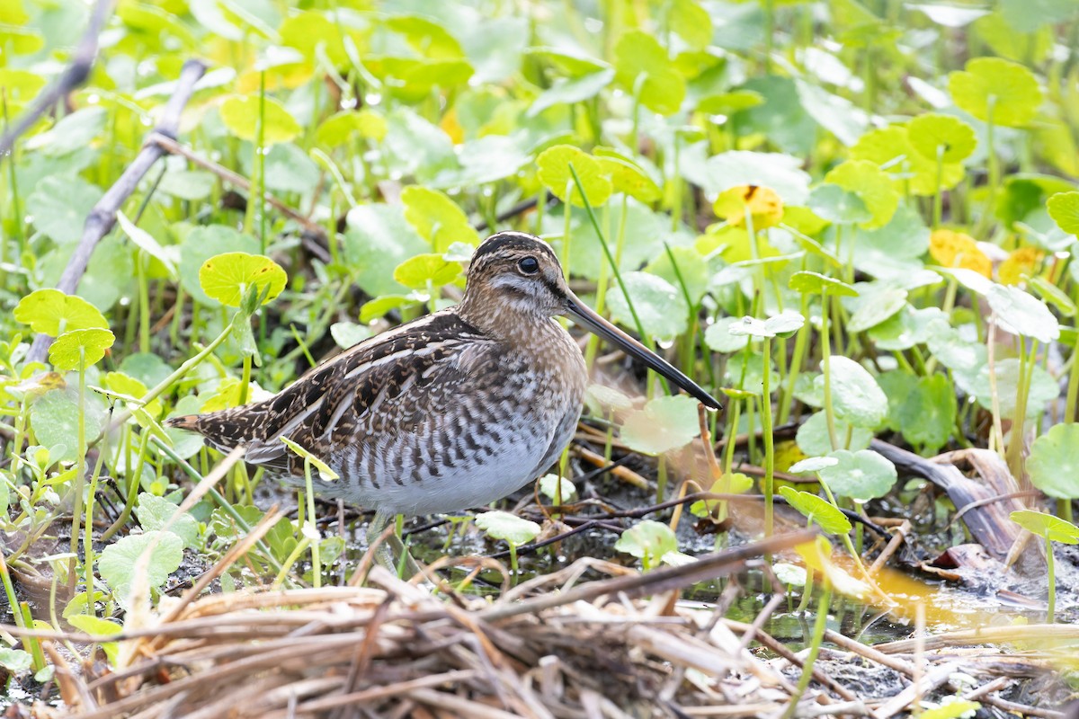 Wilson's Snipe - ML614027543