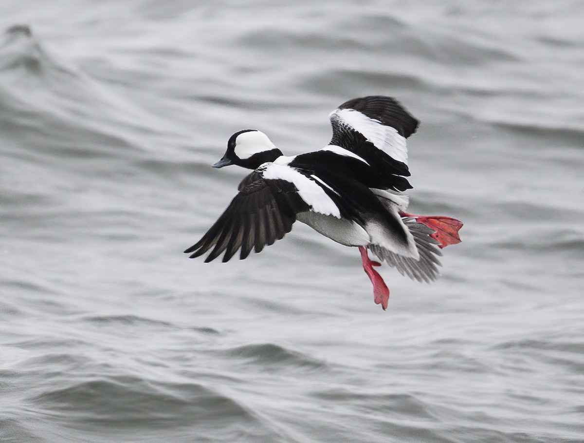 Bufflehead - ML614027544