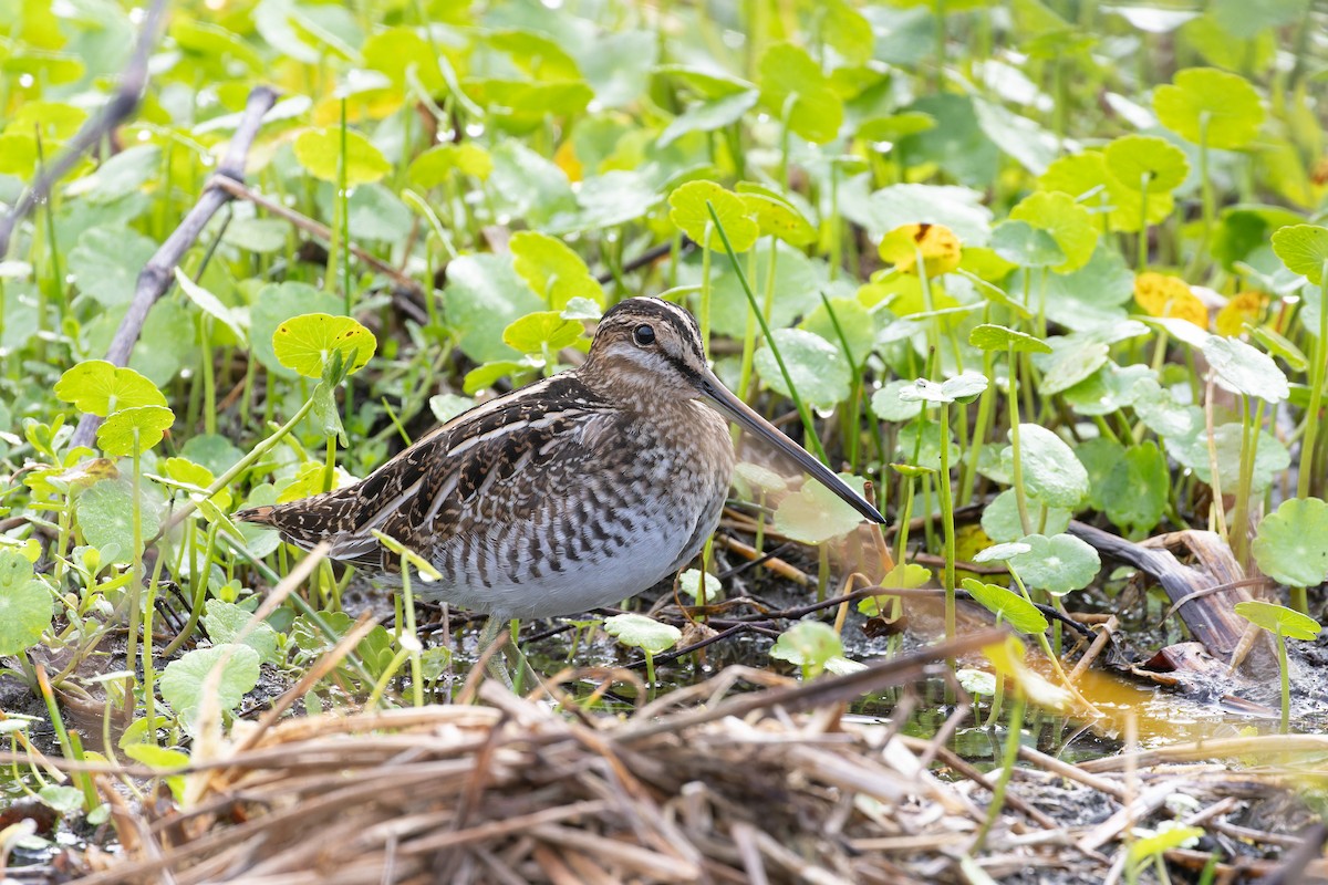 Wilson's Snipe - ML614027545