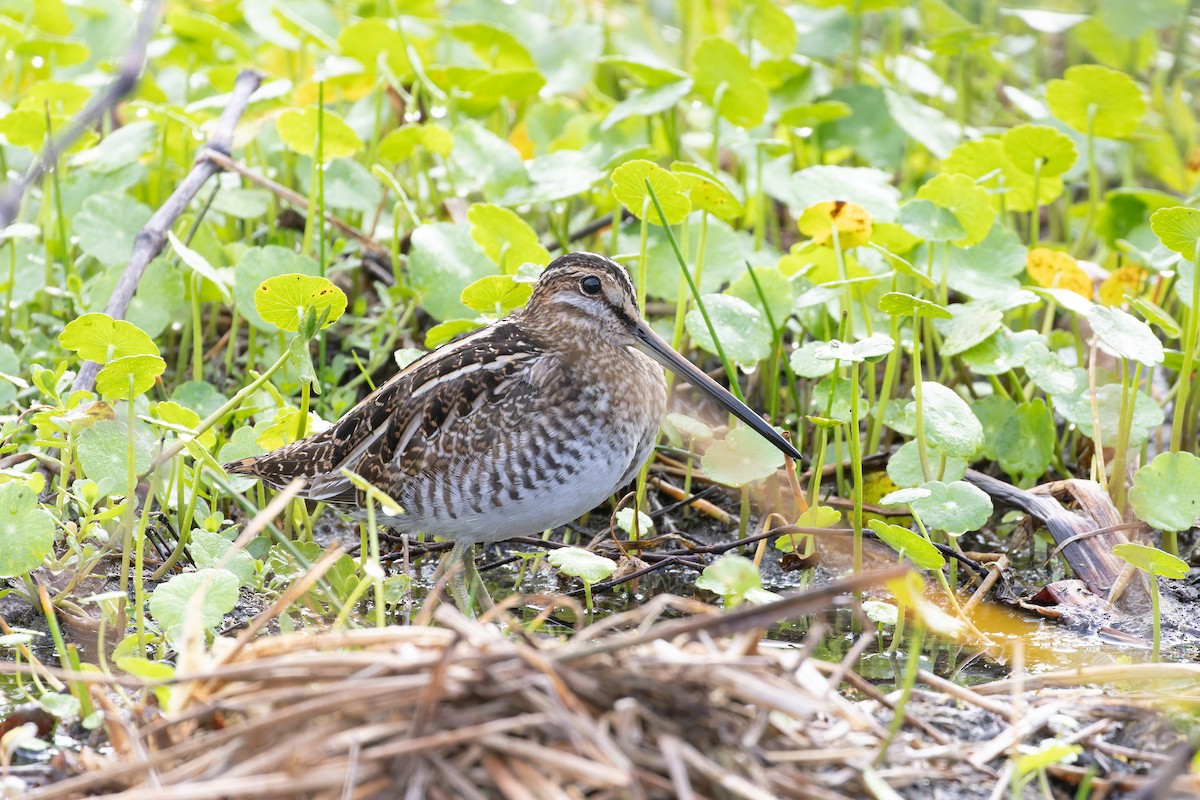 Wilson's Snipe - ML614027546