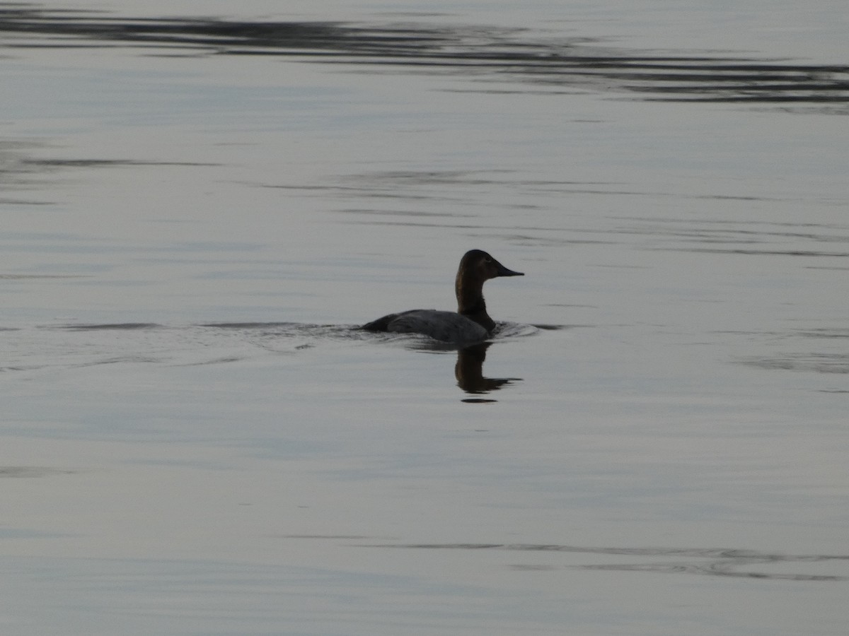 Canvasback - ML614027556