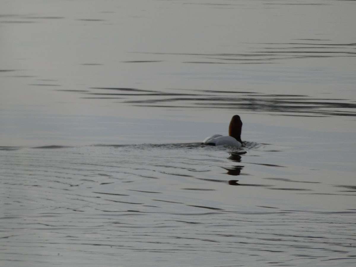 Canvasback - Al Guarente