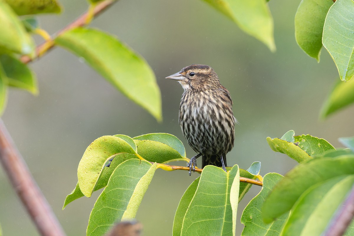 Red-winged Blackbird - ML614027562